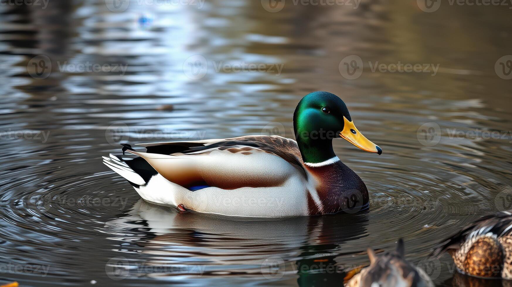Mallard duck swimming gracefully in the calm waters of a pond surrounded by autumn foliage at sunset photo