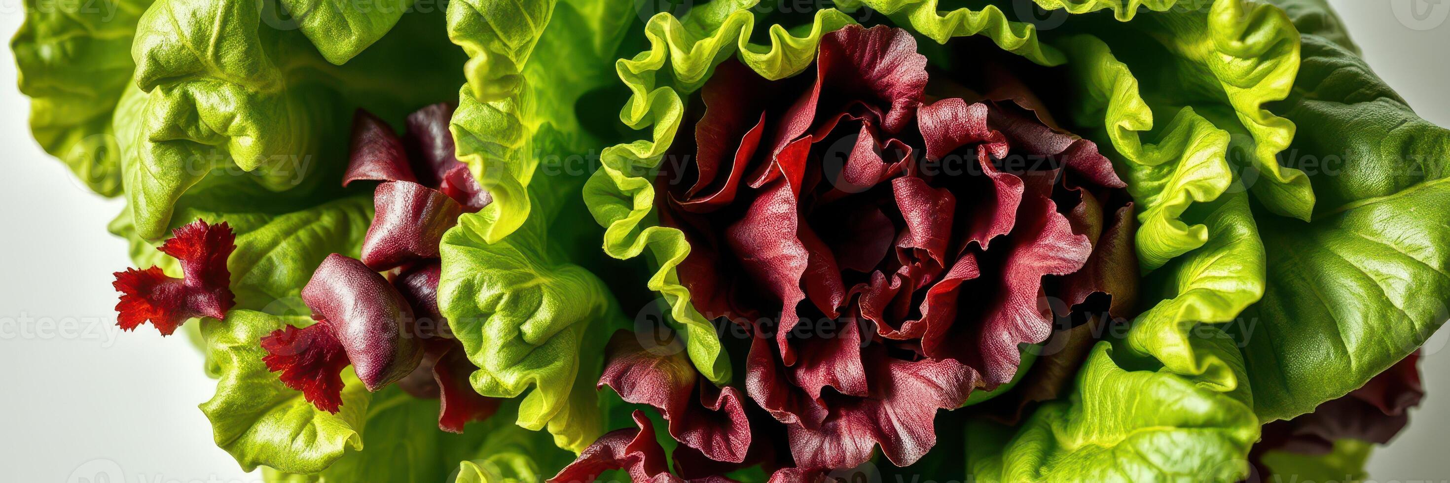 Freshly harvested red and green lettuce displaying vibrant colors in natural light photo