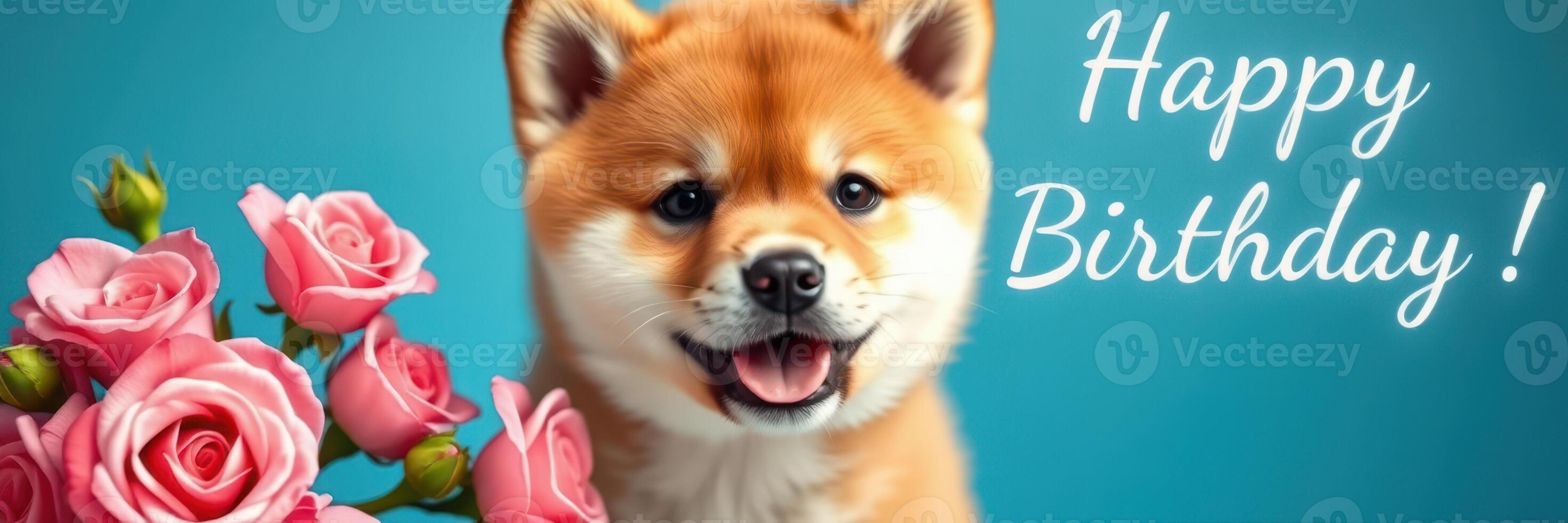 Cute shiba inu puppy celebrating a birthday with pink roses on a bright blue background photo