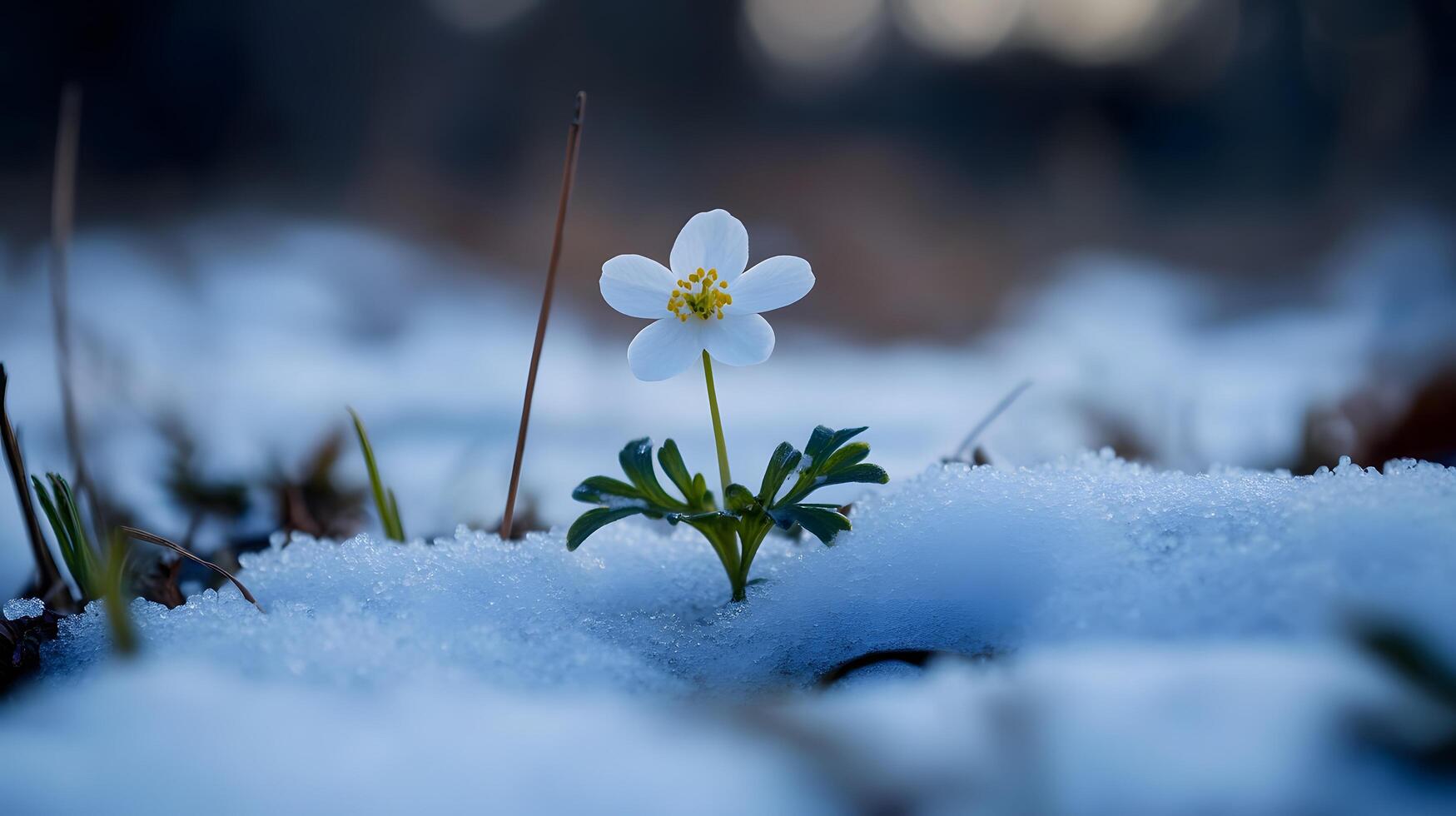 A small white flower is growing in the snow photo