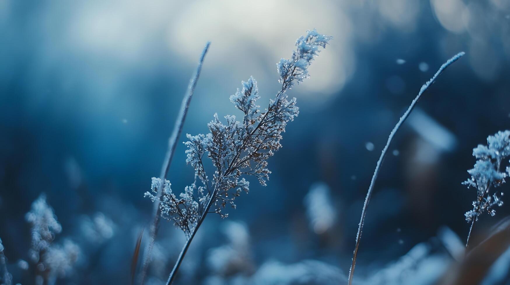 A field of grass covered in snow photo
