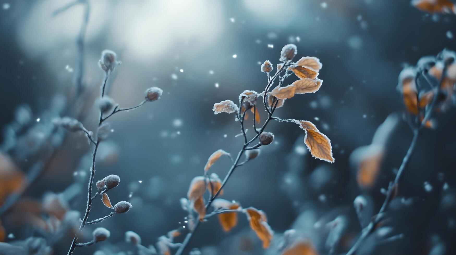 A close up of a branch with snow on it and leaves photo