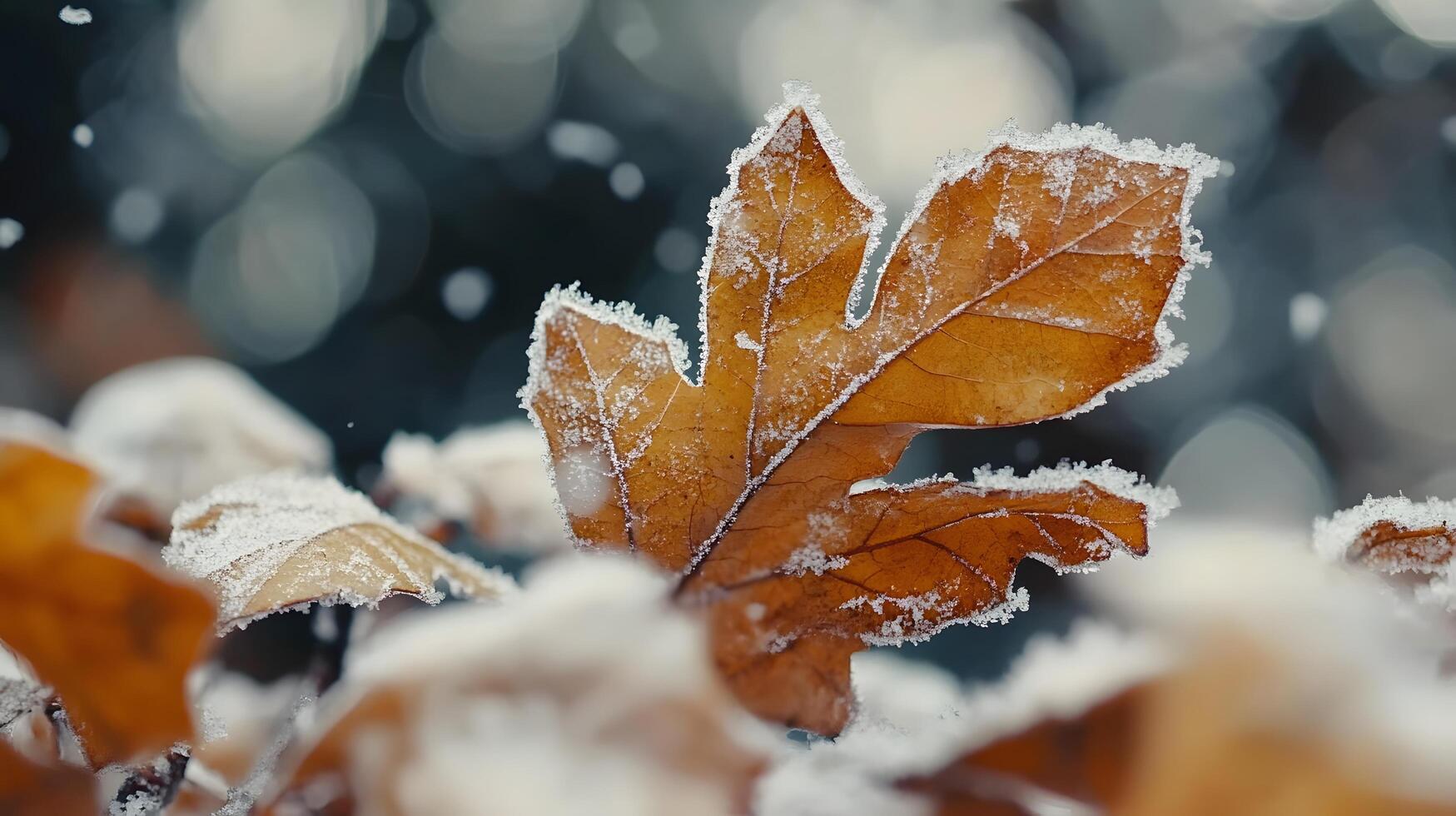 A leaf is covered in snow and ice photo