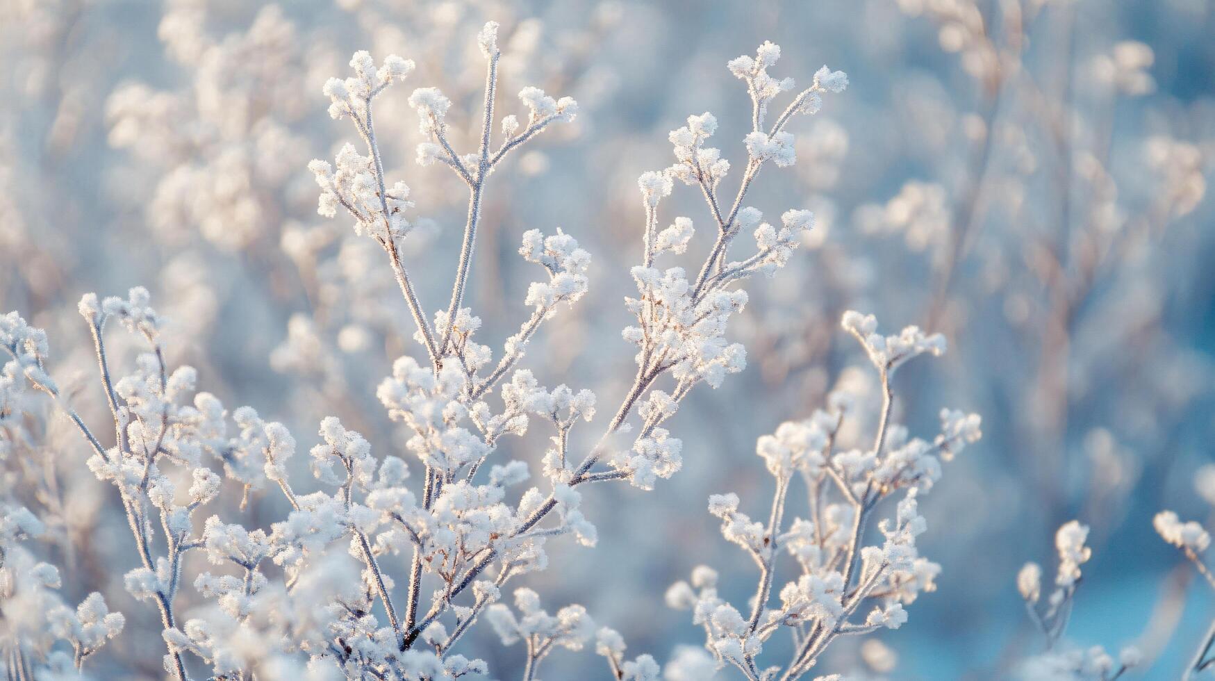 A close up of a tree covered in snow photo