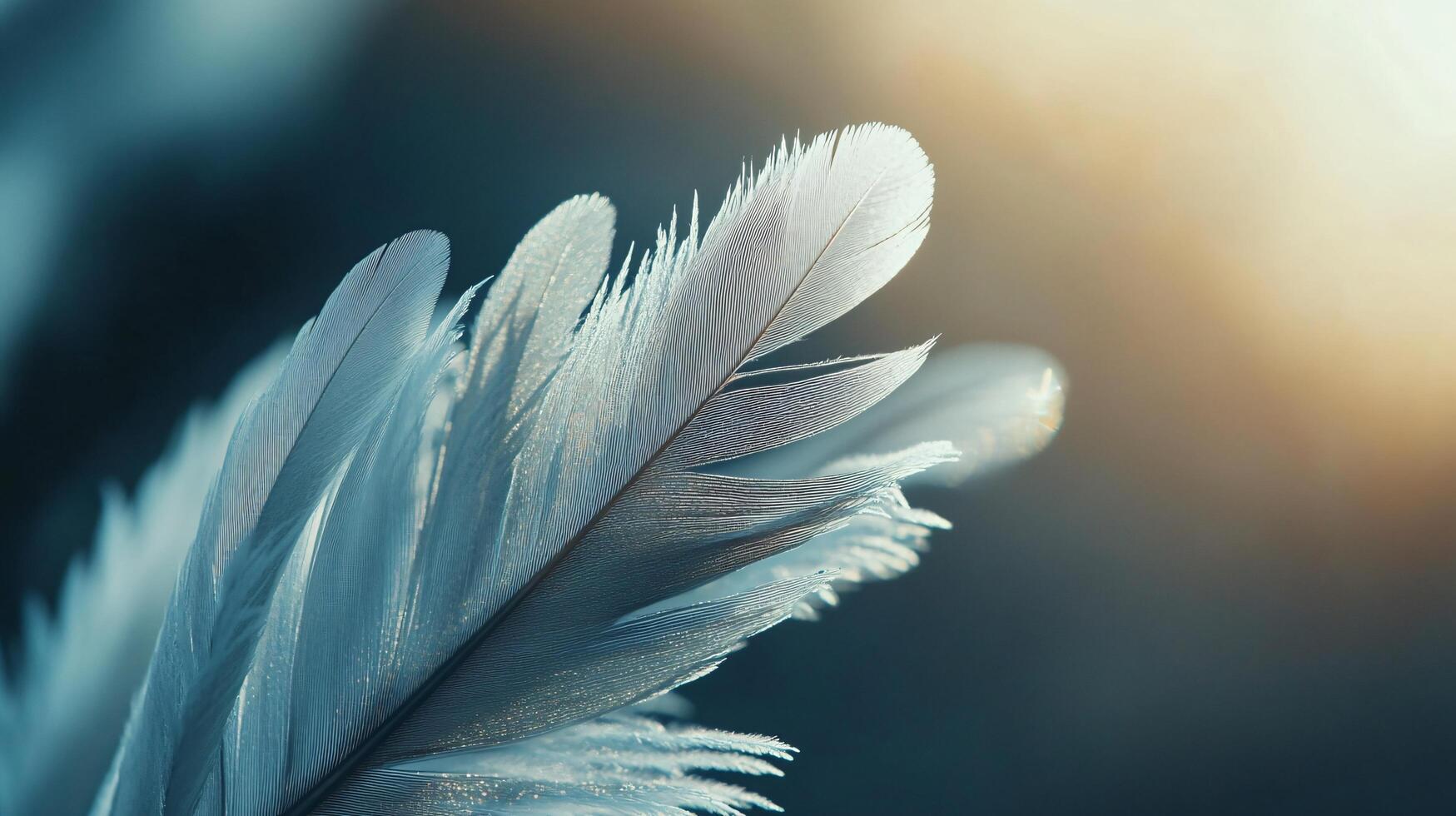 A feathery branch with a blue sky in the background photo