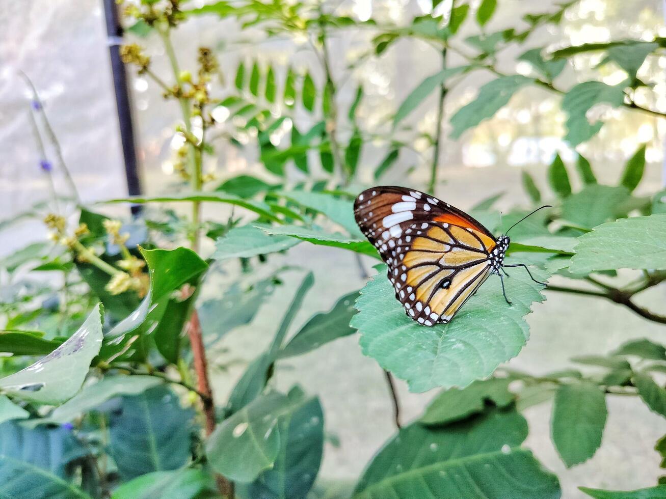 Close up Monarch butterfly resting on leaf. photo