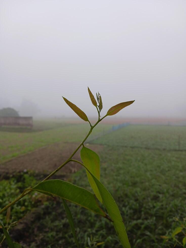 a tree branch with a long stem and a body of water in the background. photo