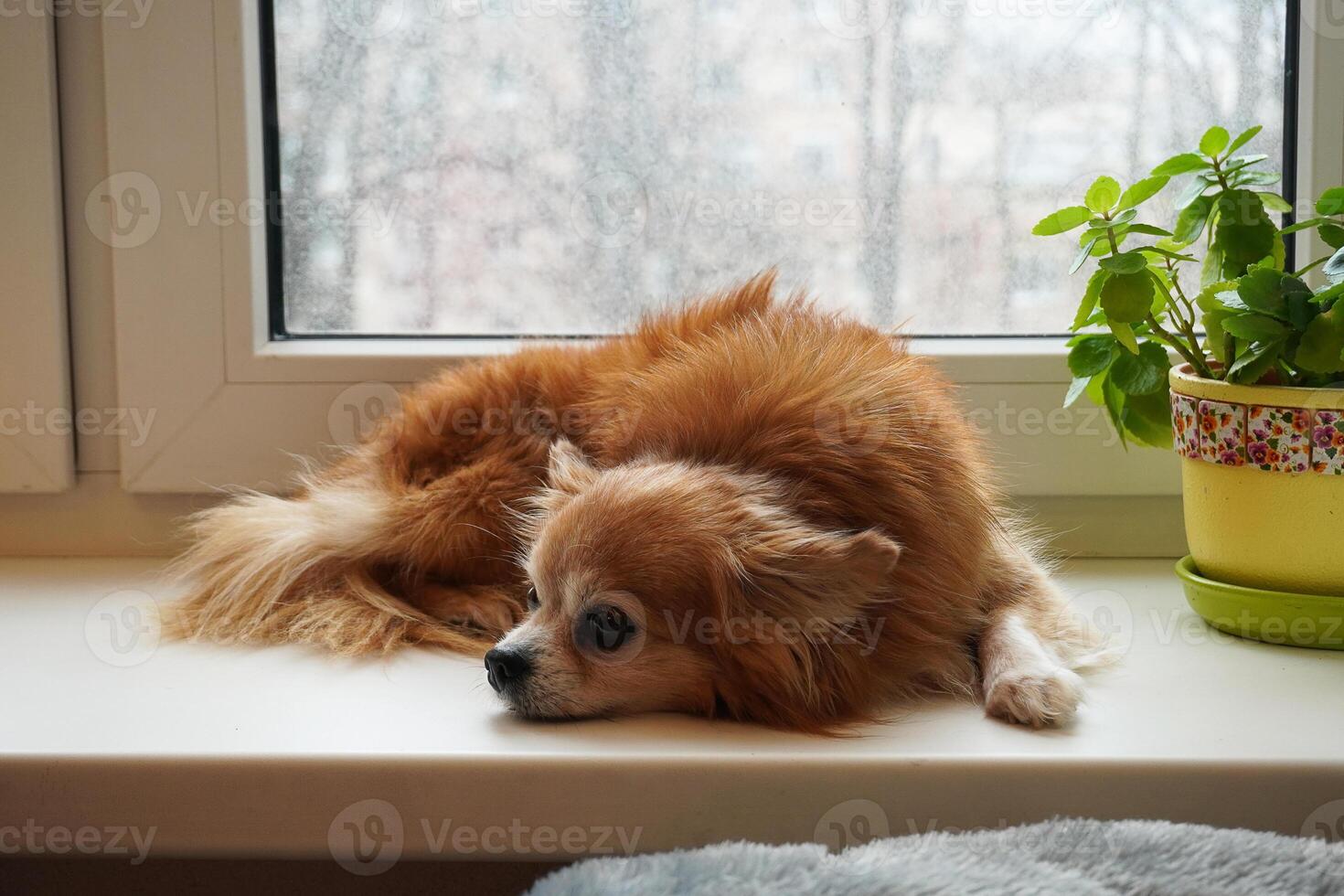 Portrait of a sad dog. Home comfort. Chihuahua dog lies on the windowsill by the window. photo