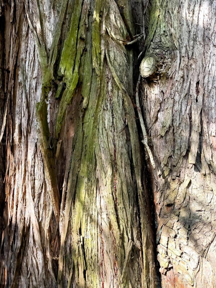 The bark of an evergreen sequoia on a clear sunny day. photo