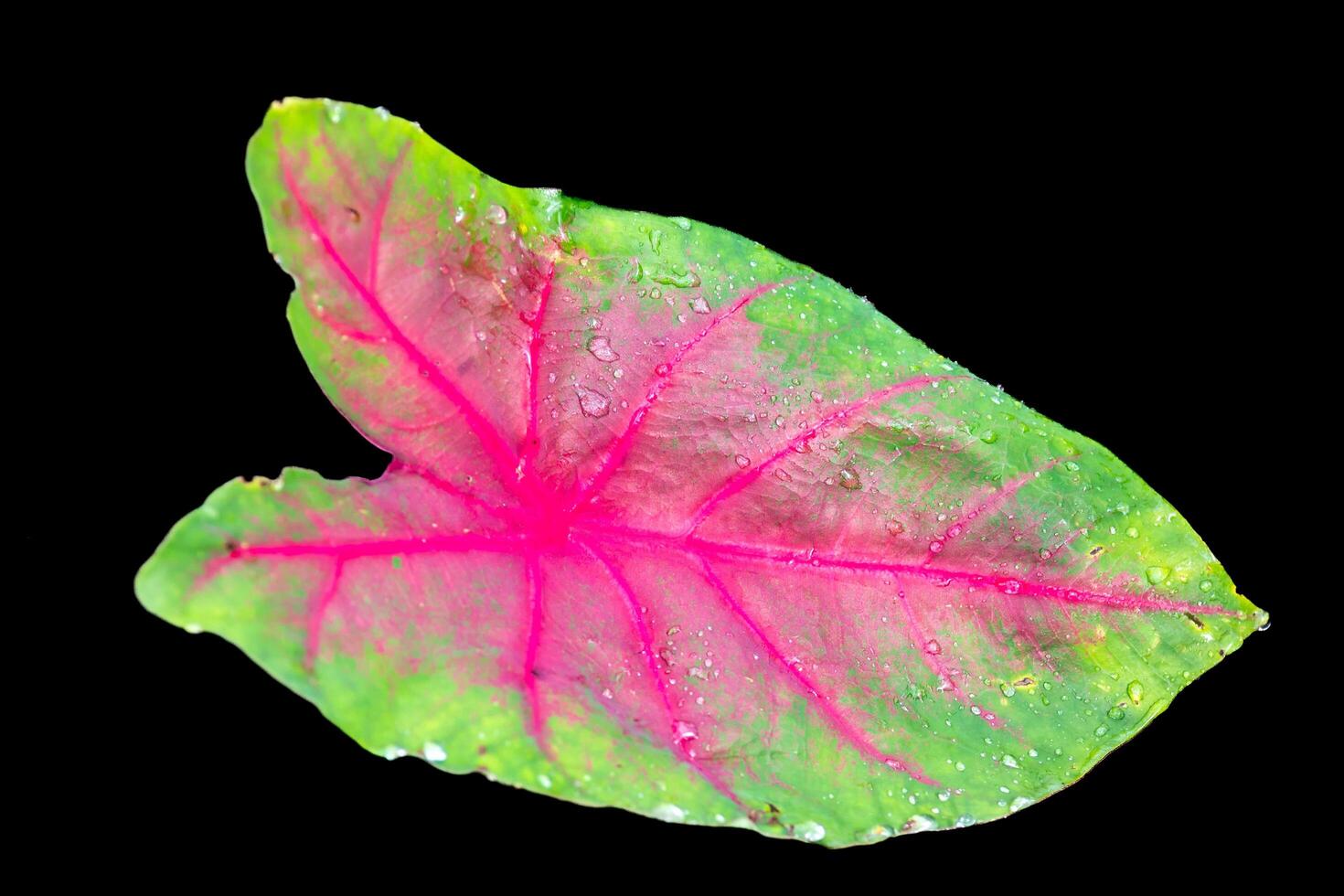 isolated leaf on plain background photo