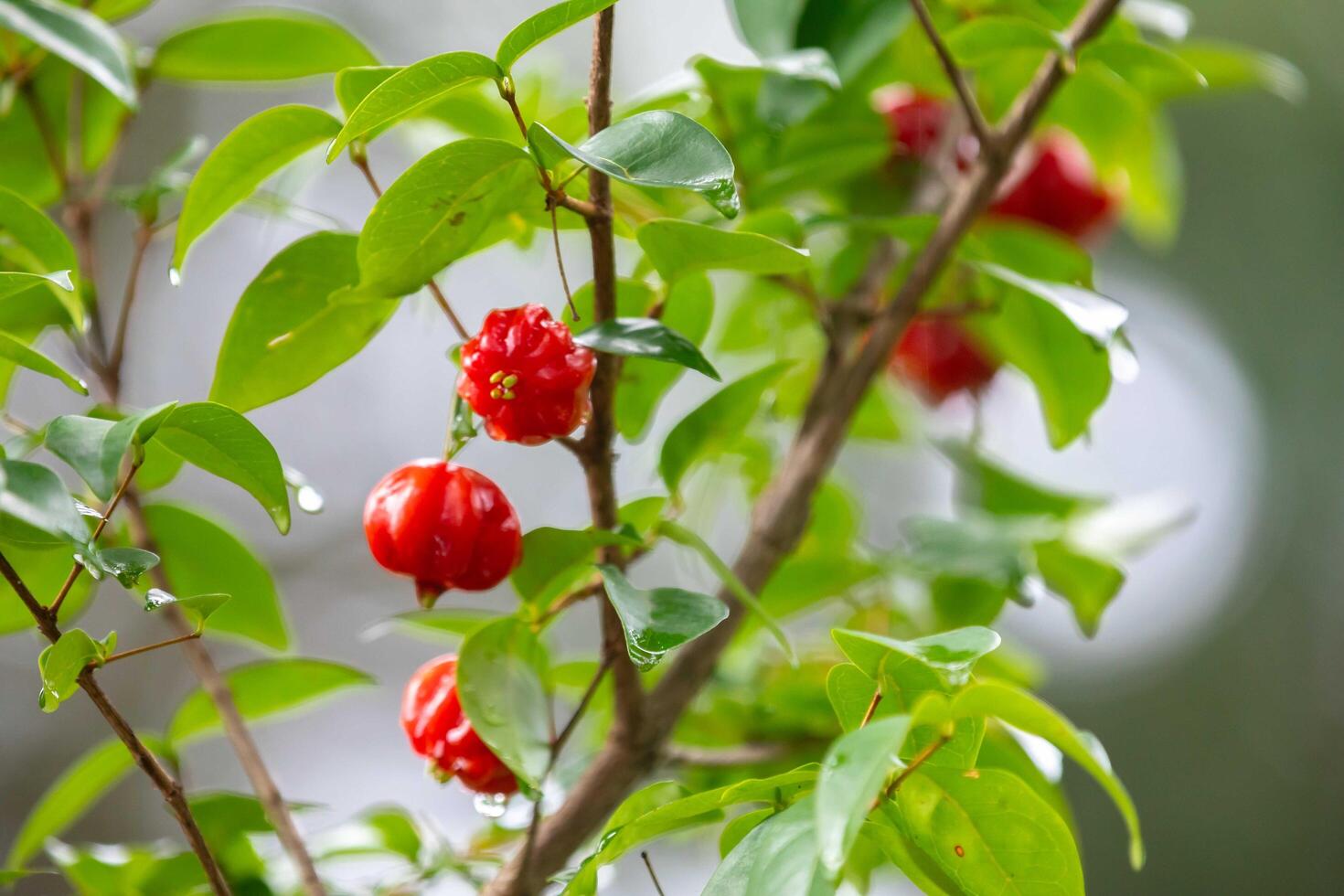 Ripe pitanga fruits Eugenia uniflora,on the tree and blurred background photo