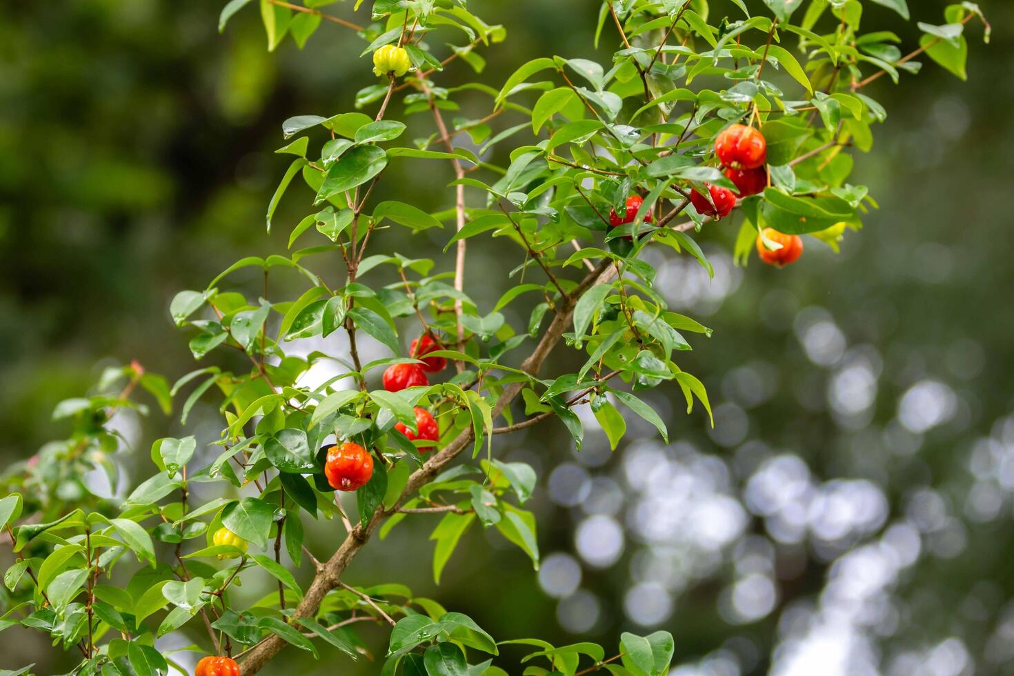 Ripe pitanga fruits Eugenia uniflora,on the tree and blurred background photo