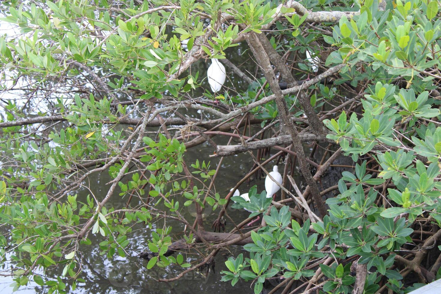 White Flamingos In The Wild At A Mangrove Forest In Safety Harbor Florida. photo