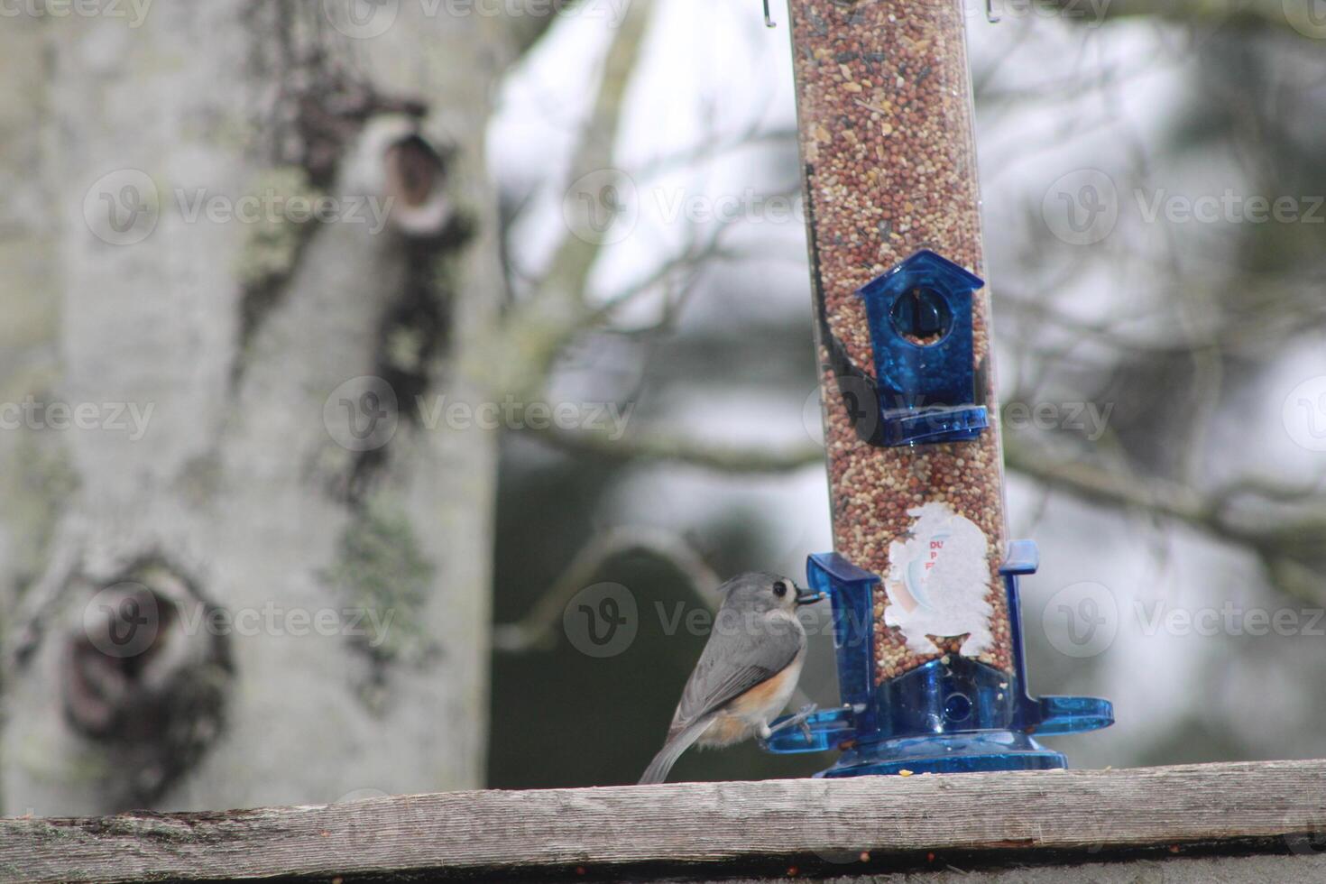 Titmouse Song Bird Eating At A Birdfeeder photo
