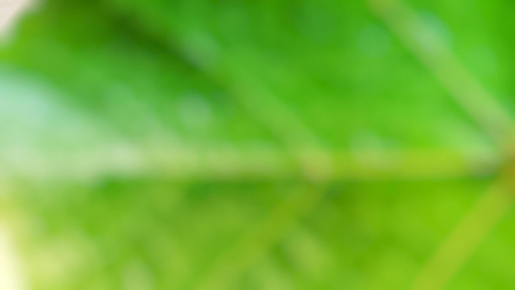 Blurred green leaf background photo