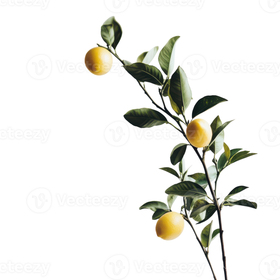 Lemon Tree Branch with Fresh Lemons for Brightening Spaces on transparent background png