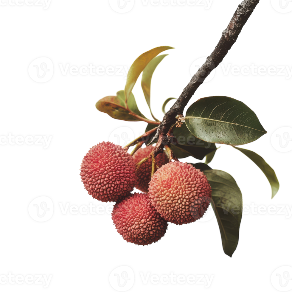Fresh Lychee Fruit Display for Culinary Uses on transparent background png