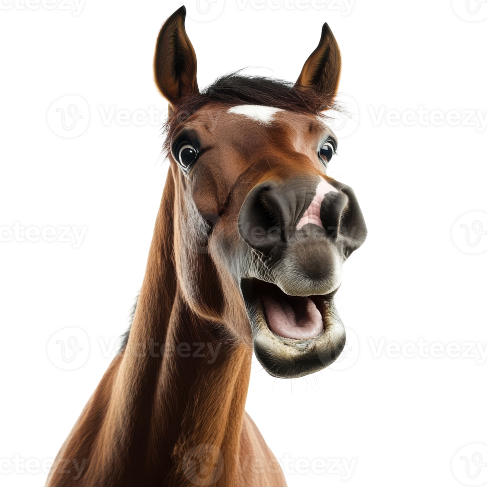 Humorous Horse Portrait Isolated on White Background on Transparent Background png