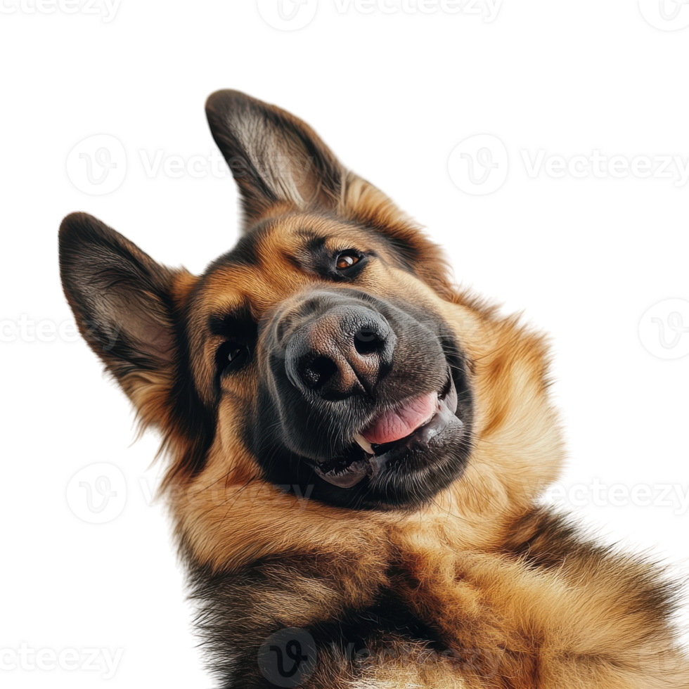 Joyful German Shepherd Relaxing on a White Background for Pet Lovers on Transparent Background png