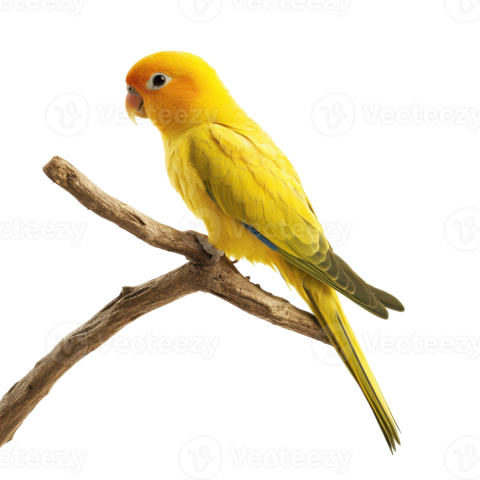Parrot Perched on a Branch Isolated on White Background on Transparent Background png