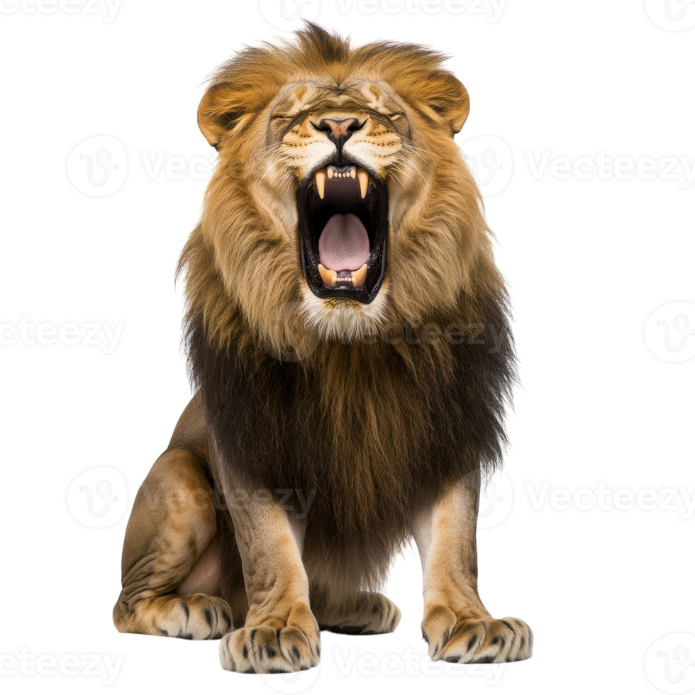 Majestic Lion Roaring in Front View for Wildlife Conservation Themes on Transparent Background png