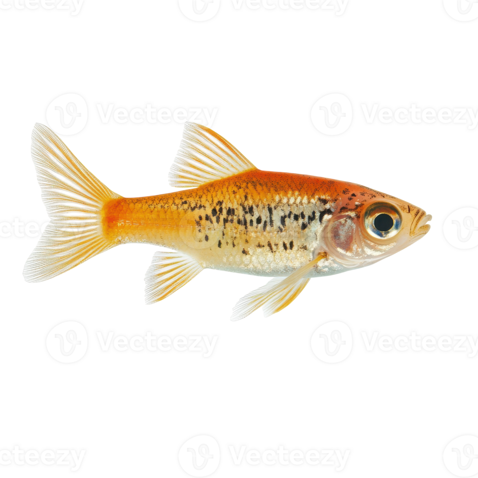 Small Fish Swimming in Clear Water for Nature and Aquatic Life Usage on Transparent Background png