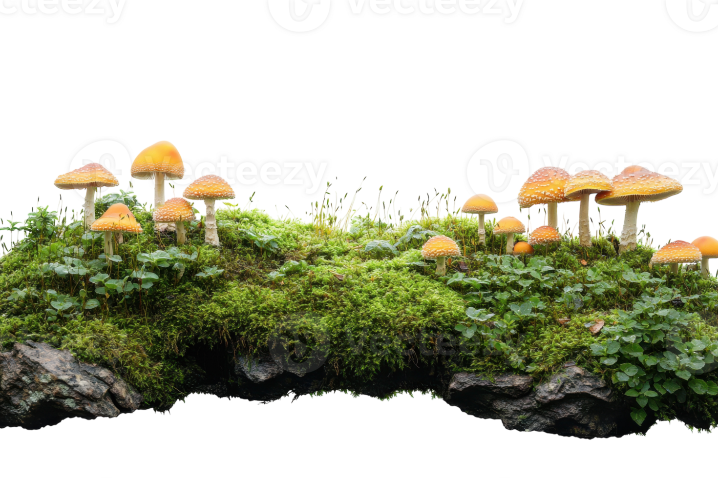 Vibrant orange mushrooms thrive on mossy log in a natural setting during daytime exploration png