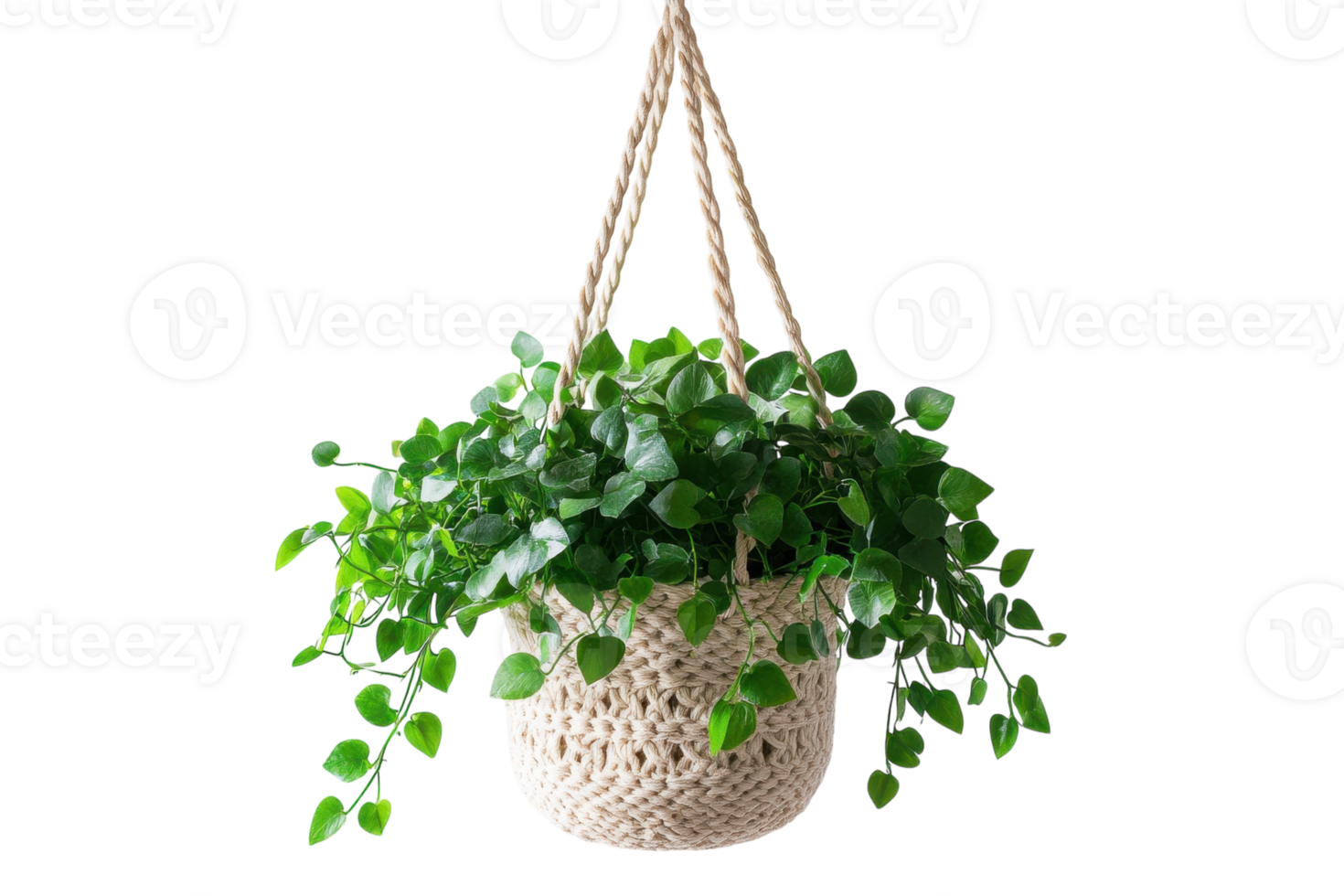 Hanging green plant in a woven basket with bright leaves displayed against a white background png