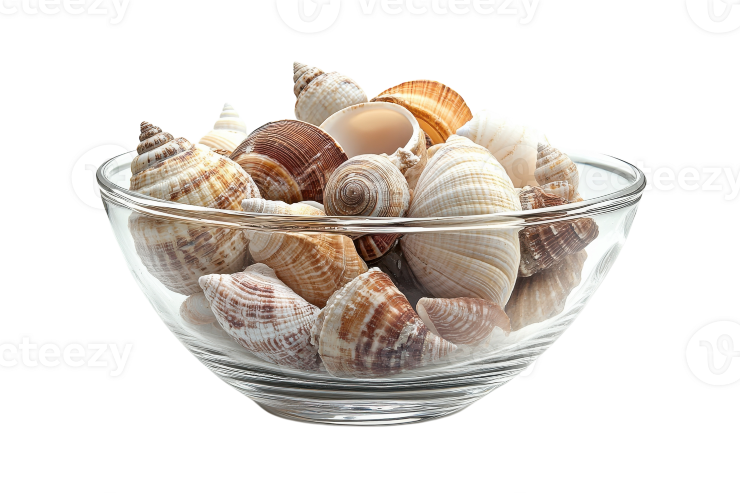 Decorative bowl filled with various colorful seashells arranged artistically on a table png