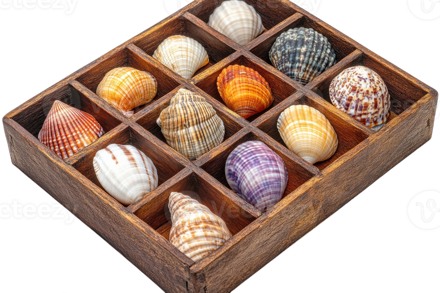 Collection of colorful seashells displayed in a wooden box arranged in twelve compartments for viewing and appreciation png