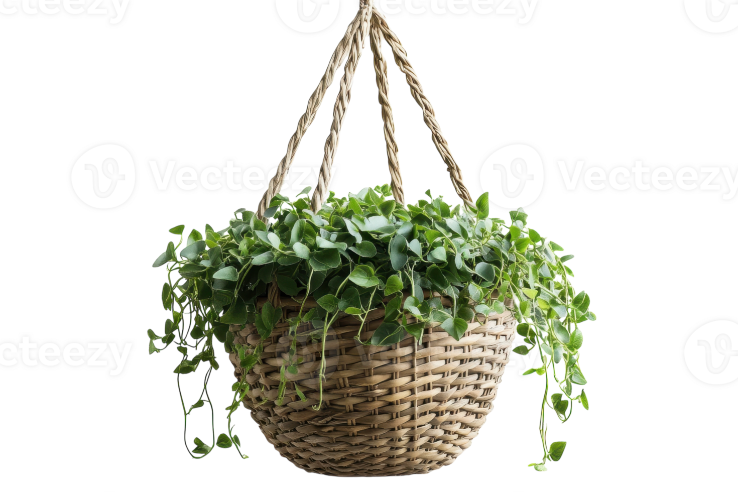 Hanging basket overflowing with vibrant green plants showcases indoor gardening at its best in a minimalist setting png