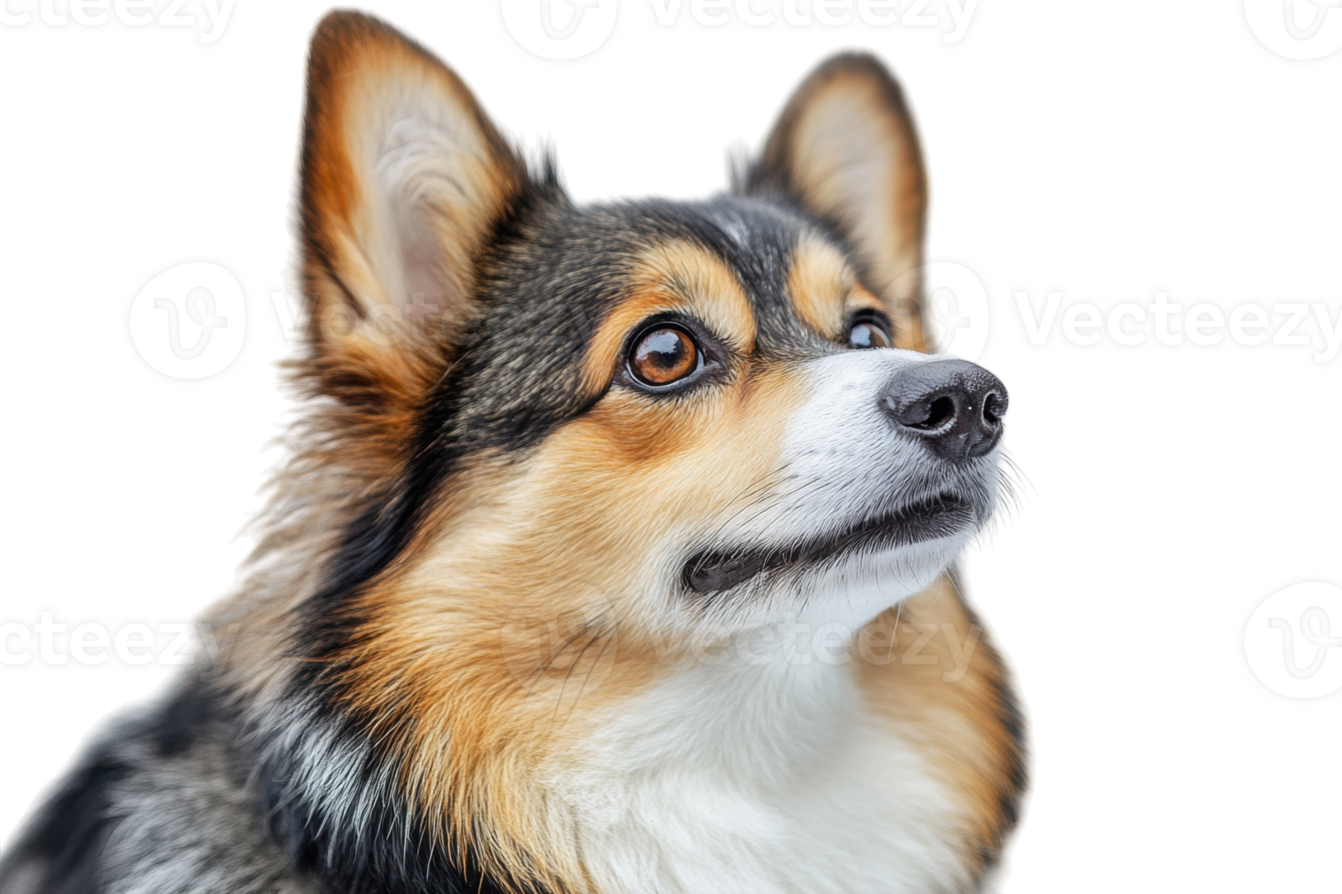 Corgi dog with a distinct coat and expressive eyes gazes thoughtfully in a bright setting png