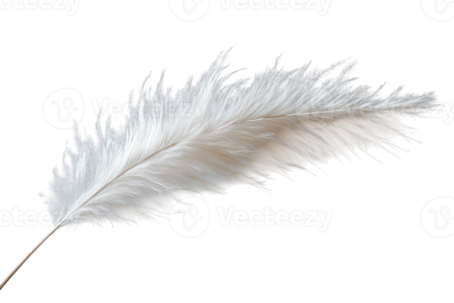 Elegant white pampas grass plume displaying its soft texture against a plain background in natural light png