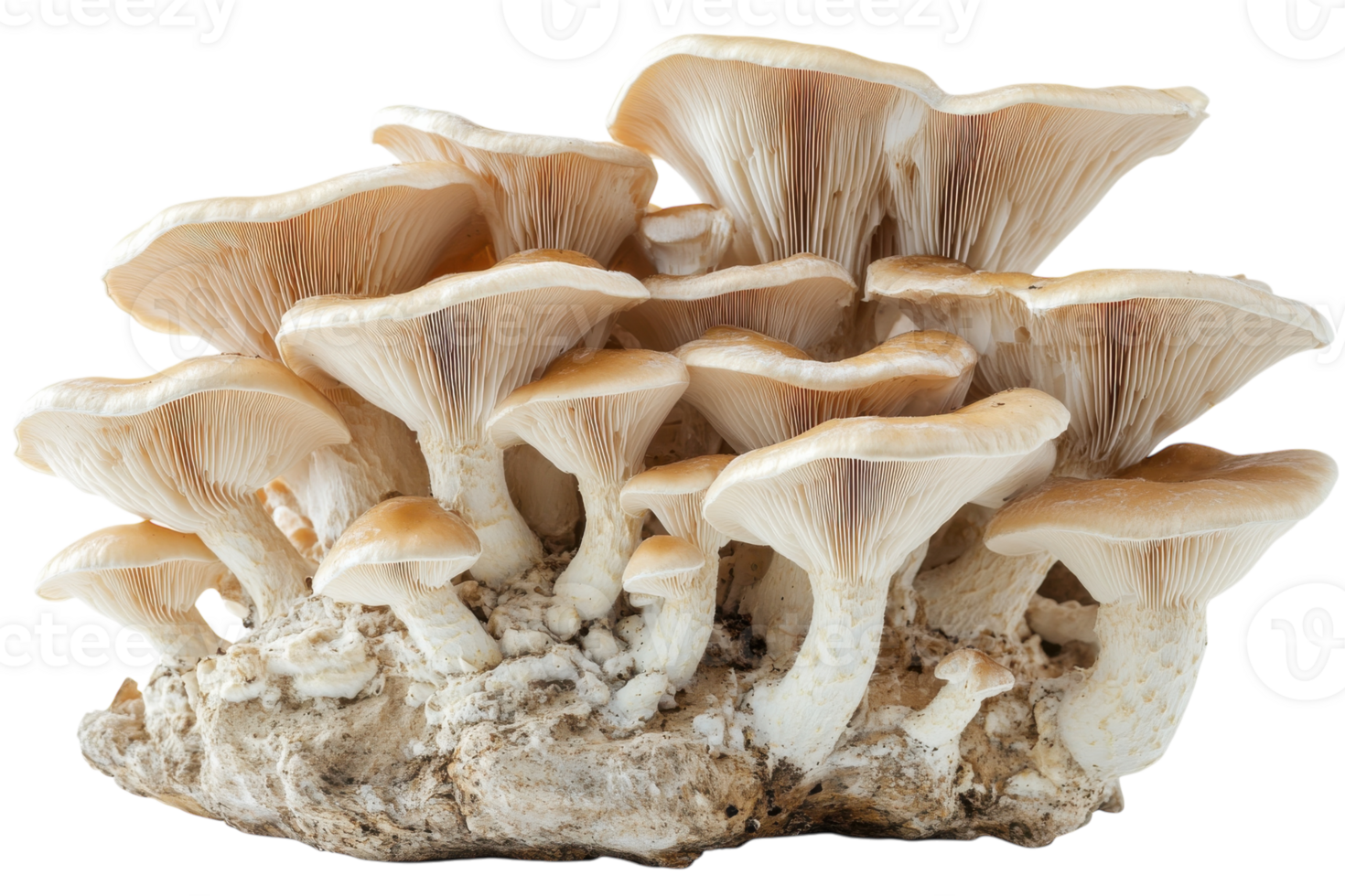Unique cluster of white mushrooms growing on a rocky surface in natural setting png