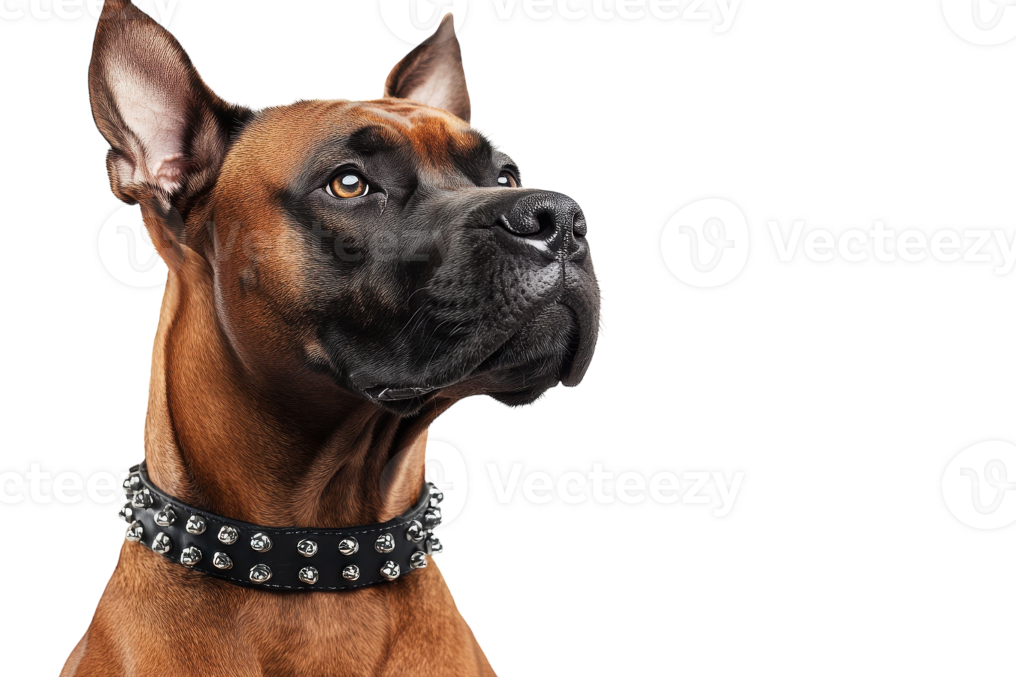 Strong dog with stylish collar gazing upwards in studio setting png