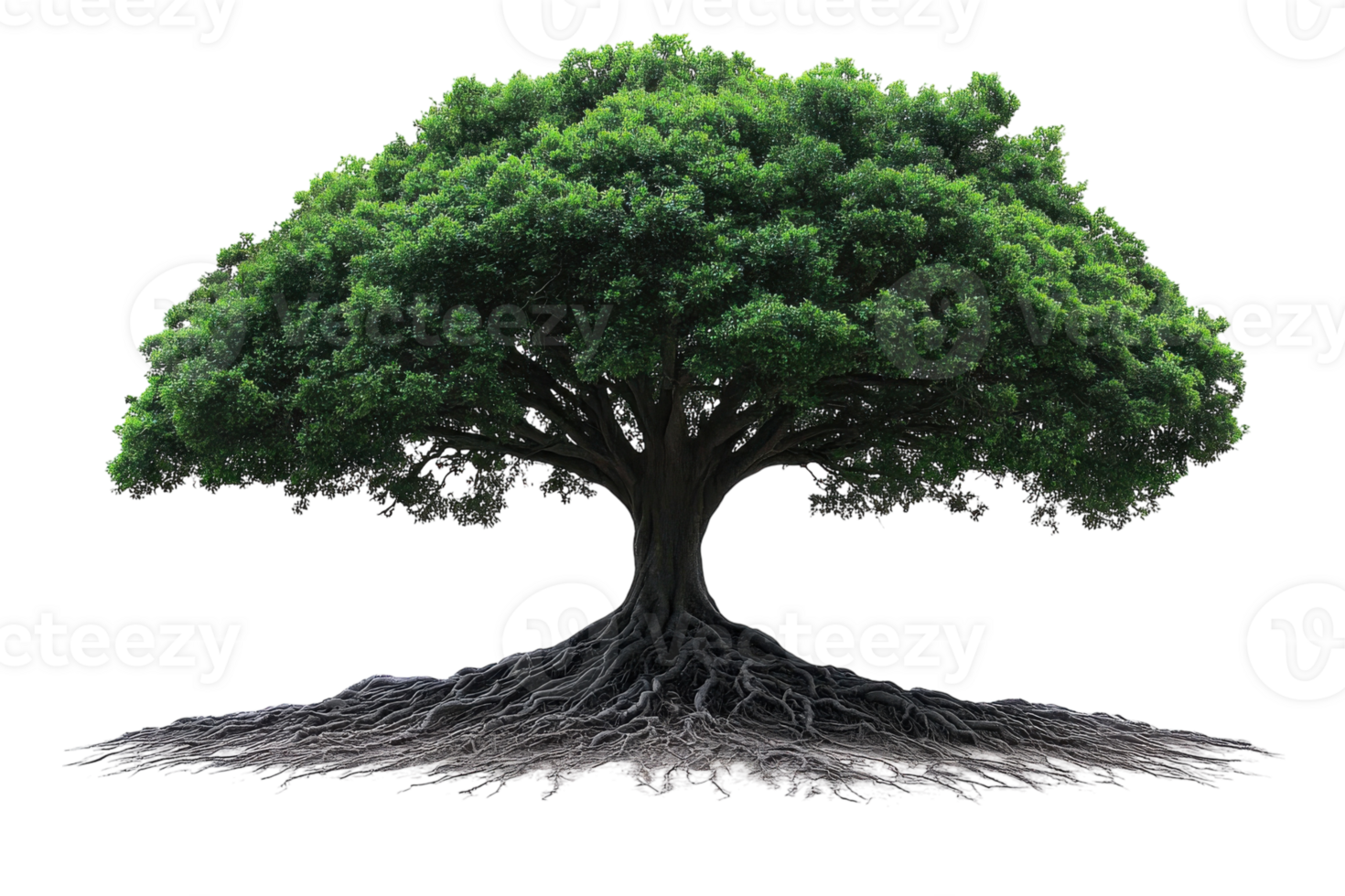 Majestic tree with expansive canopy and intricate root system showcasing nature's beauty and strength png