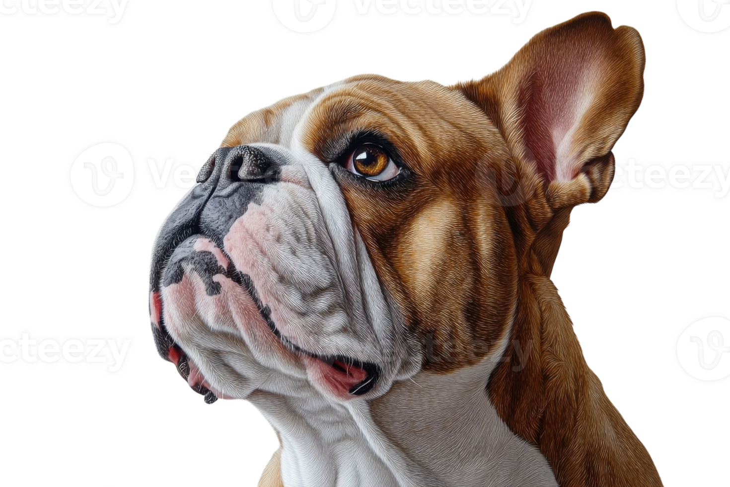 Detailed portrait of a French Bulldog featuring expressive eyes and unique fur patterns in a neutral background png