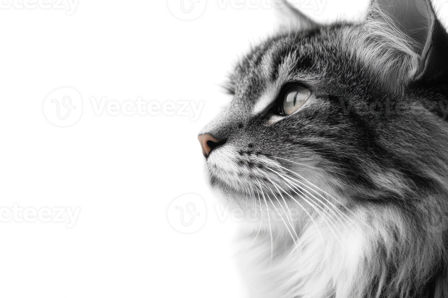 Striking profile of a gray tabby cat gazing thoughtfully against a white background png