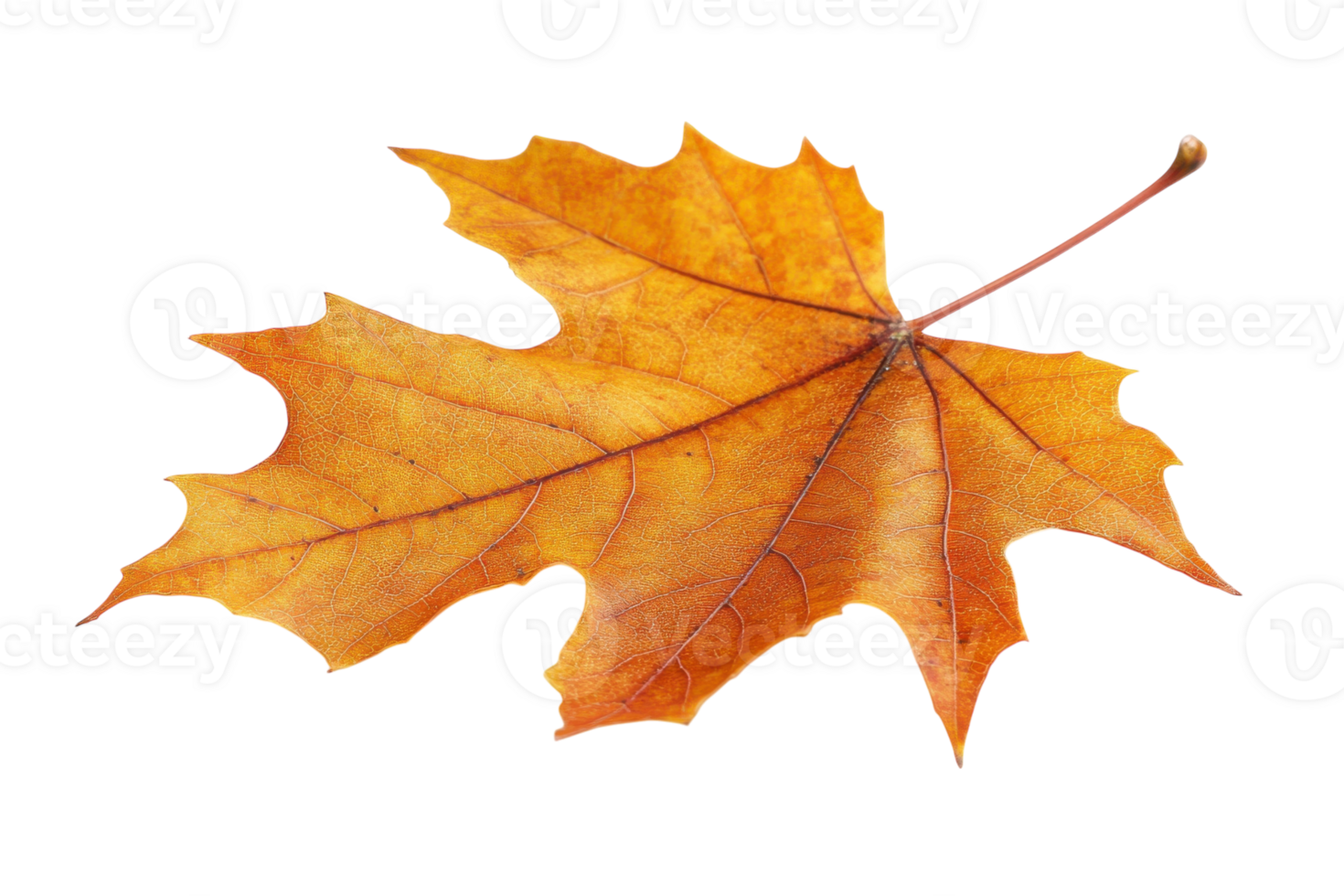 Bright orange autumn leaf resting on a white background highlighting its detailed texture and shape png
