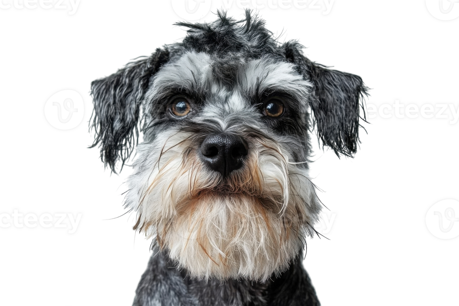 Cute schnauzer with expressive eyes posing against a white background in a studio setting png