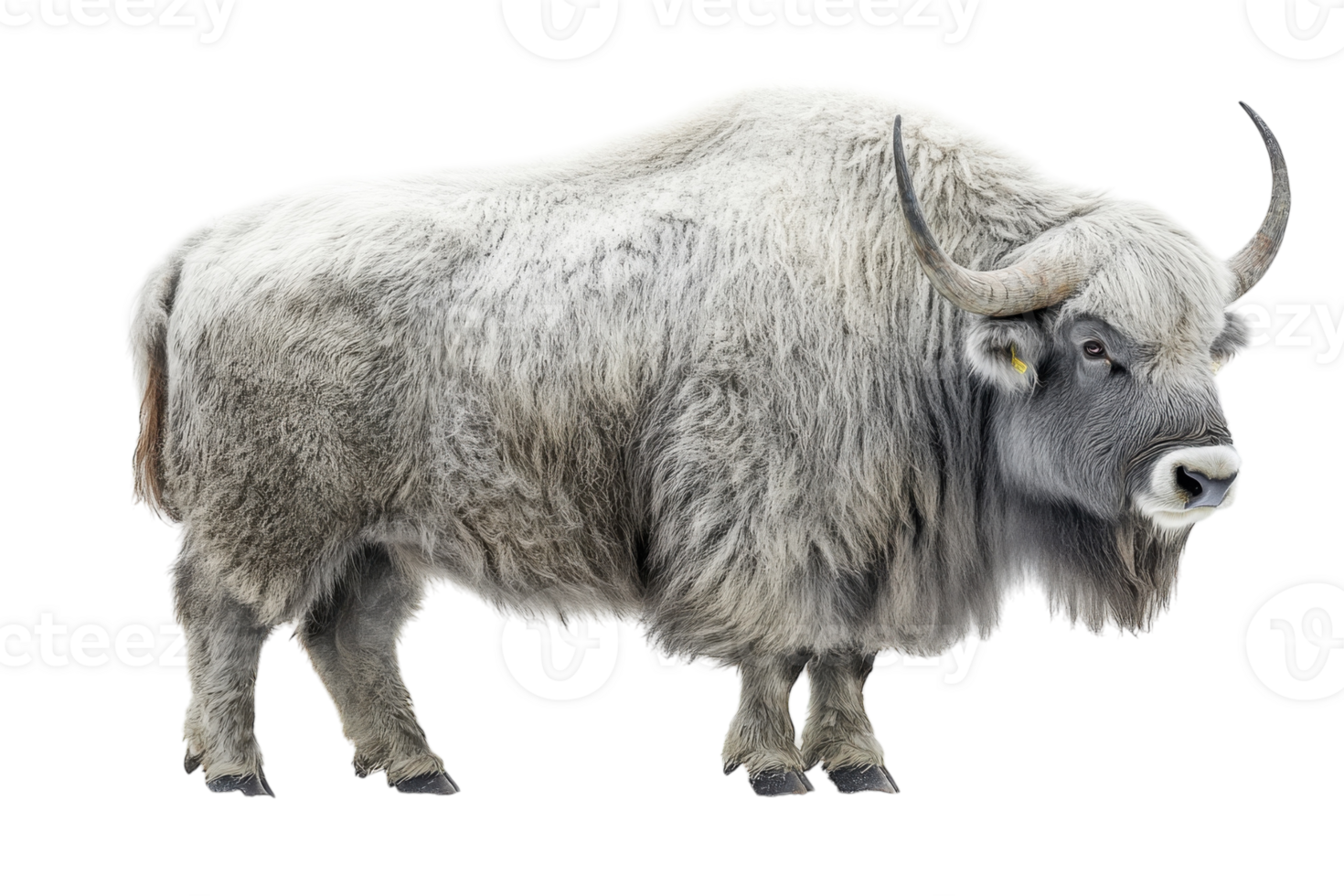 Mountain goat standing majestically on a snowy landscape with a soft, fluffy coat in the daylight png