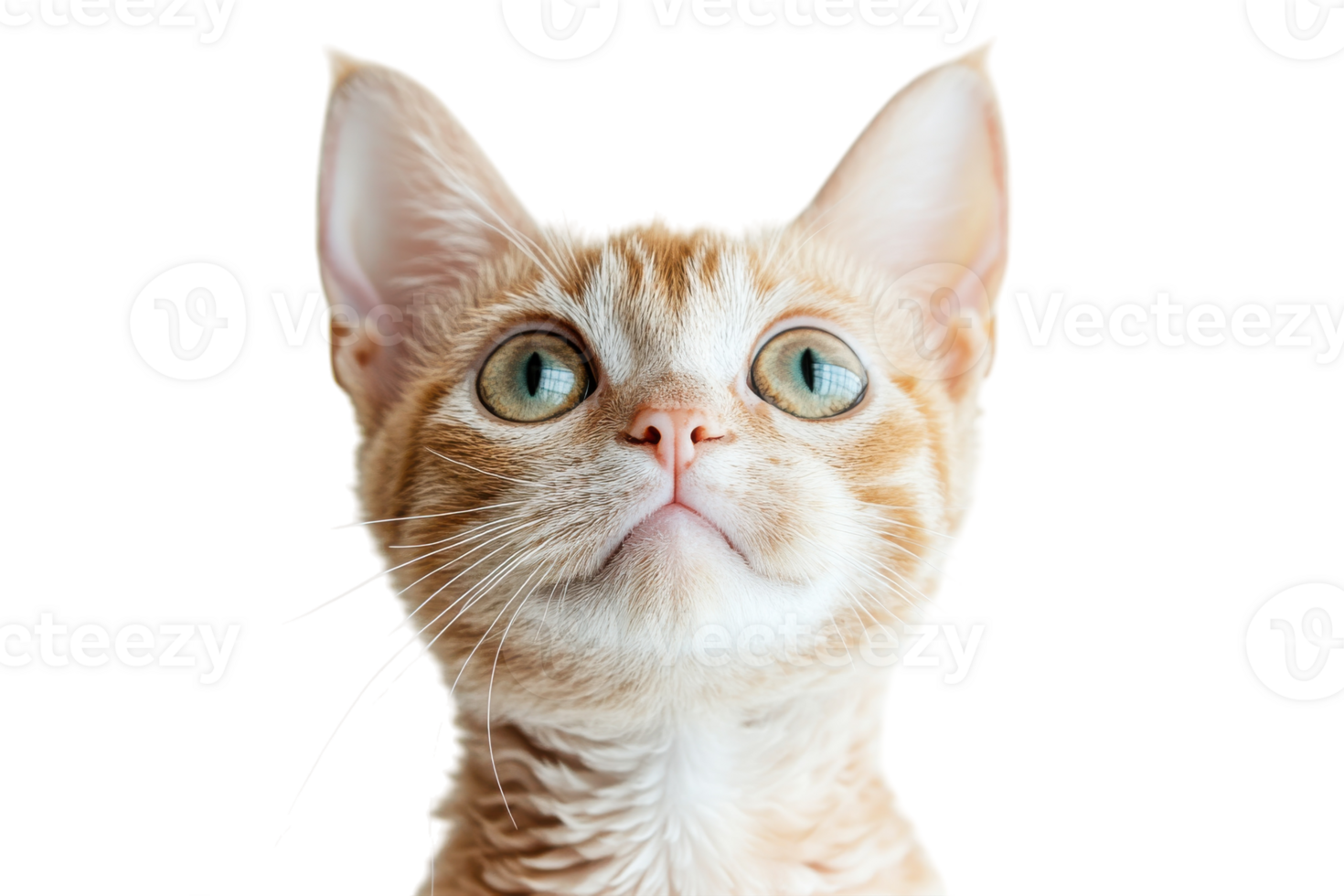 Cute orange kitten with big eyes looking curiously towards the camera against a white background png