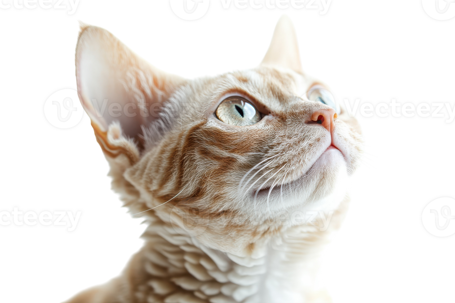 Curious cat gazes upwards in a bright, softly illuminated environment with a serene expression png
