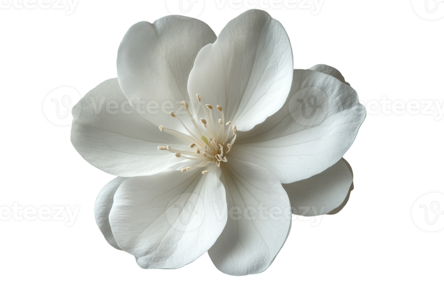 Elegant white flower with delicate petals and central stamens on a light background png