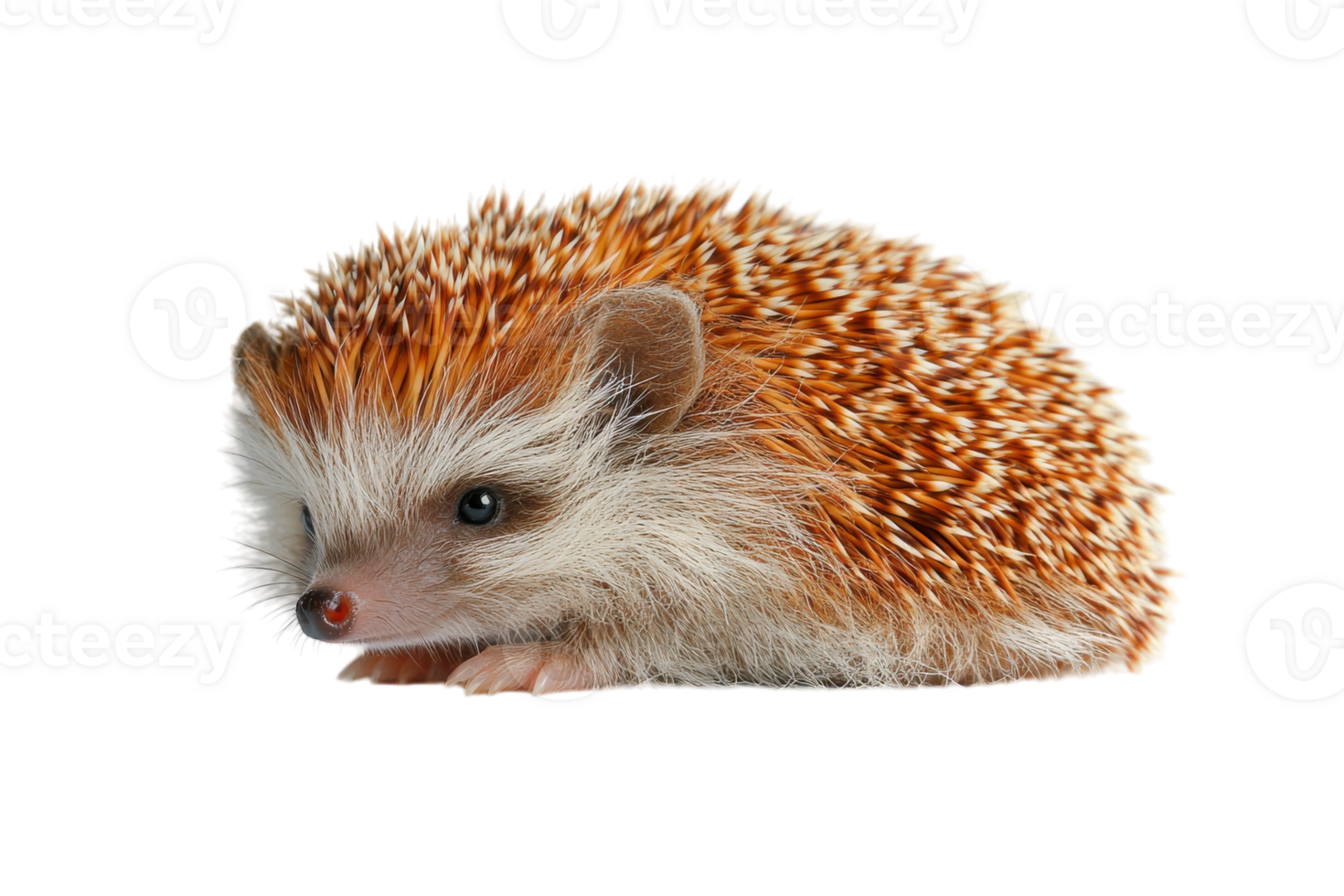 Small hedgehog with distinctive spines resting peacefully on a white background png