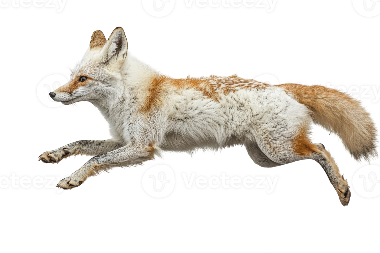 Beautiful arctic fox in mid-leap showcasing agility and grace in a natural setting png