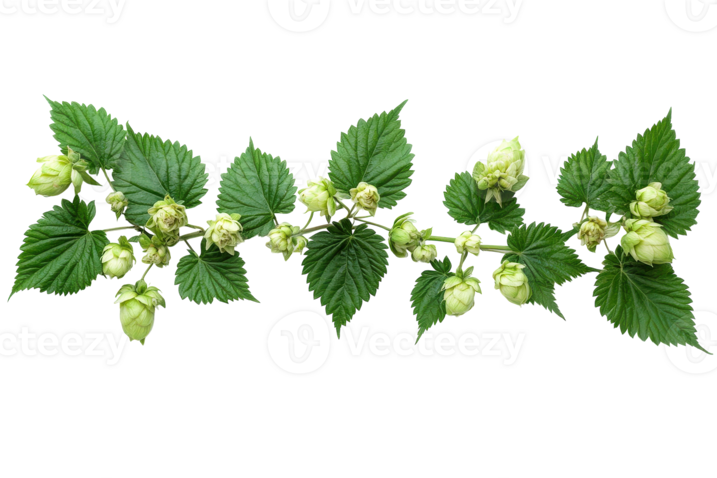 Hop plant with green leaves and budding flowers in a natural setting during daylight hours png