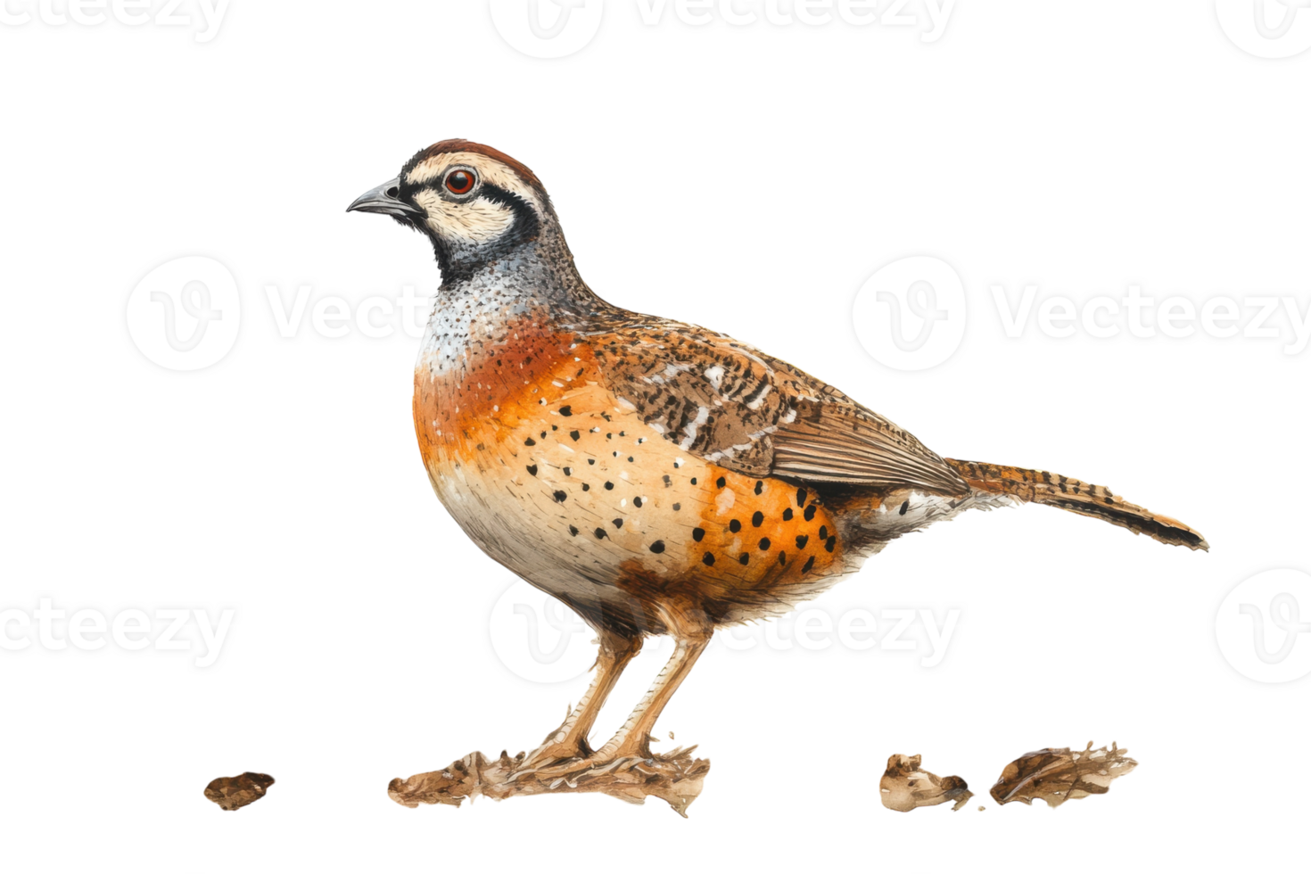 Bird standing on ground with distinctive plumage and alert posture in natural habitat setting png