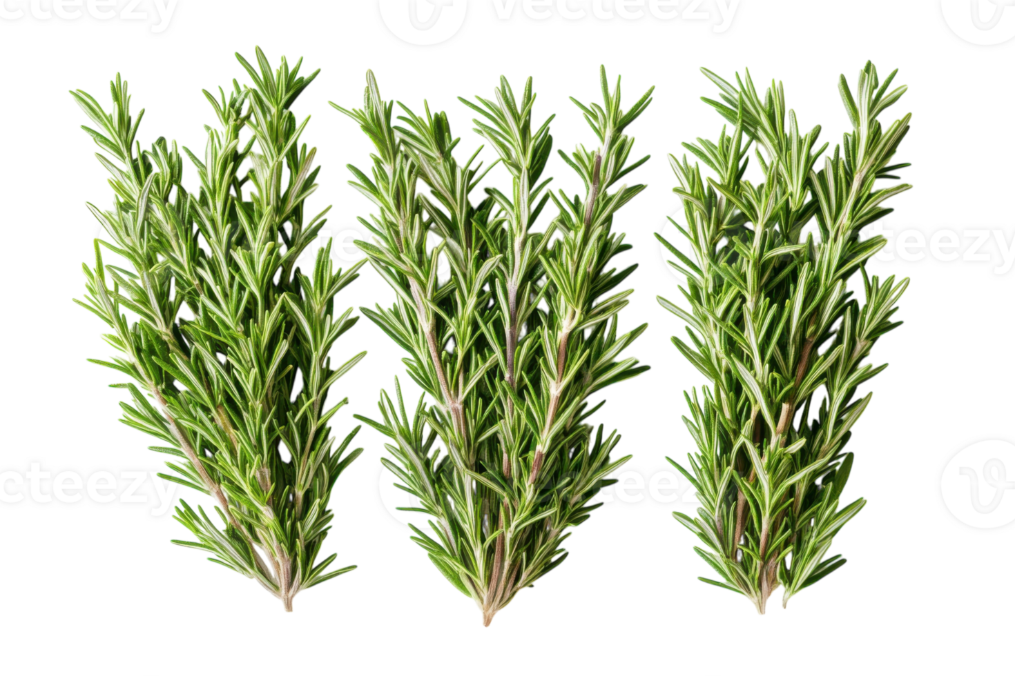 Fresh rosemary sprigs arranged on a white background for culinary use in various dishes and recipes png