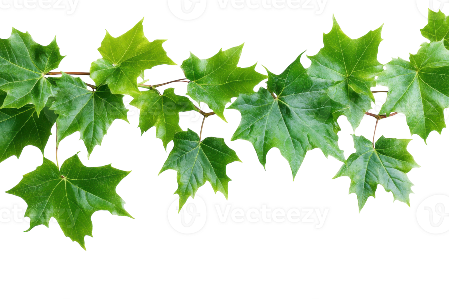 Green maple leaves on branches against a white background create a fresh and vibrant look for nature enthusiasts png